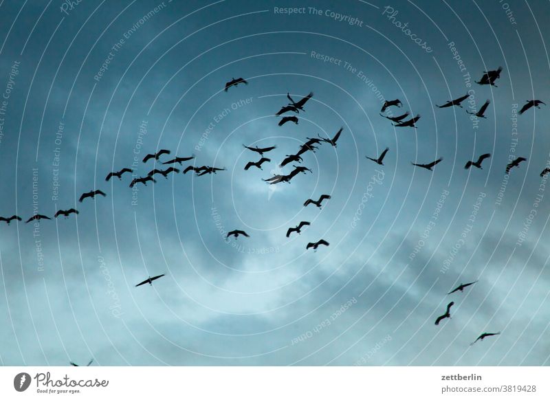 Noch mehr Kraniche in Linum kranich vogel zugvogel schar schoof fliegen kette winterquartier flugformation himmel wolke wetter dämmerung abend sonnenuntergang