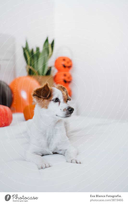 süßer Jack-Russell-Hund zu Hause. Halloween-Hintergrunddekoration im Schlafzimmer jack russell heimwärts im Innenbereich Ballons niedlich lieblich Haustier