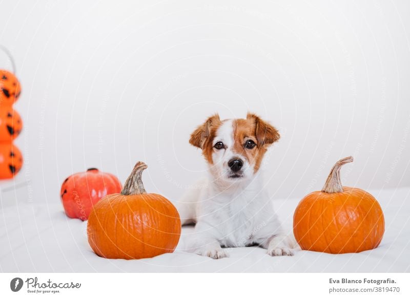 süßer Jack-Russell-Hund zu Hause. Halloween-Hintergrunddekoration im Schlafzimmer jack russell heimwärts im Innenbereich Ballons niedlich lieblich Haustier