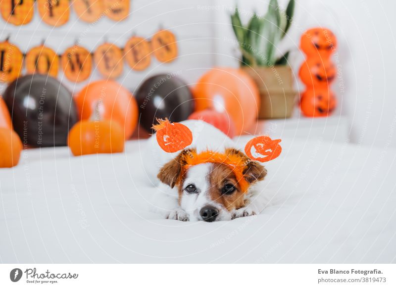 süßer Jack-Russell-Hund zu Hause. Halloween-Hintergrunddekoration im Schlafzimmer mit Luftballons, Girlande und Kürbissen jack russell heimwärts im Innenbereich