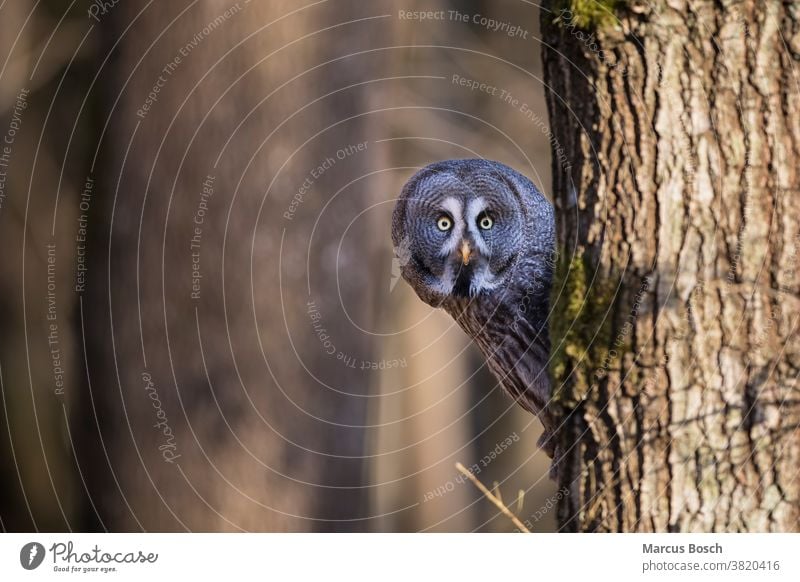 Bartkauz, Strix nebulosa, Steinkauz Eule Eulen Eulenvogel Greifvoegel Greifvogel Raubvoegel Strix-Nebulosa Vögel Tier Tiere Vogel Klick eulenvoegel