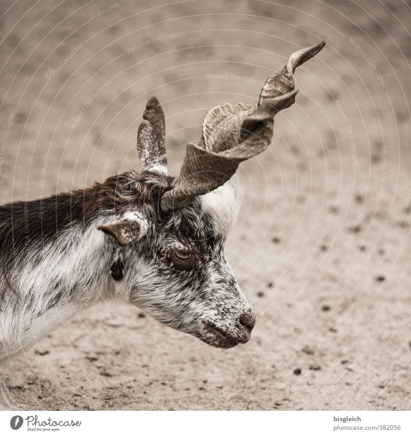 Korkenzieher Tier Haustier Nutztier Tiergesicht Ziegen 1 Blick stehen braun Horn Farbfoto Außenaufnahme Menschenleer Tag Schwache Tiefenschärfe Tierporträt