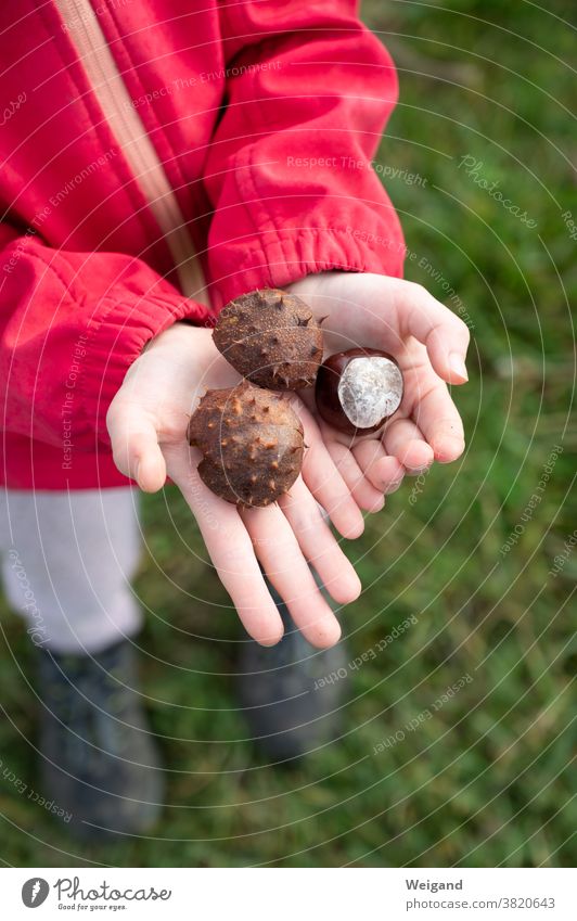 Kastanien in der Hand von einem Kind Herbst herbsturlaub sammeln Basteln drei Stacheln Herbstgefühle herbstlich Mädchen