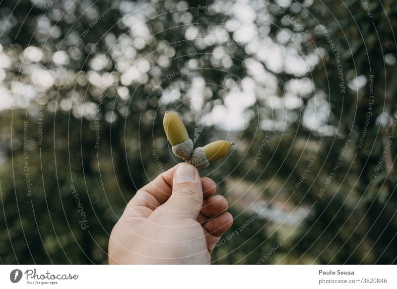 Nahaufnahme Hand hält Eichel Eicheln Herbst herbstlich Herbstfärbung Natur Herbstbeginn Farbfoto Herbstlaub Außenaufnahme Umwelt Pflanze Wandel & Veränderung