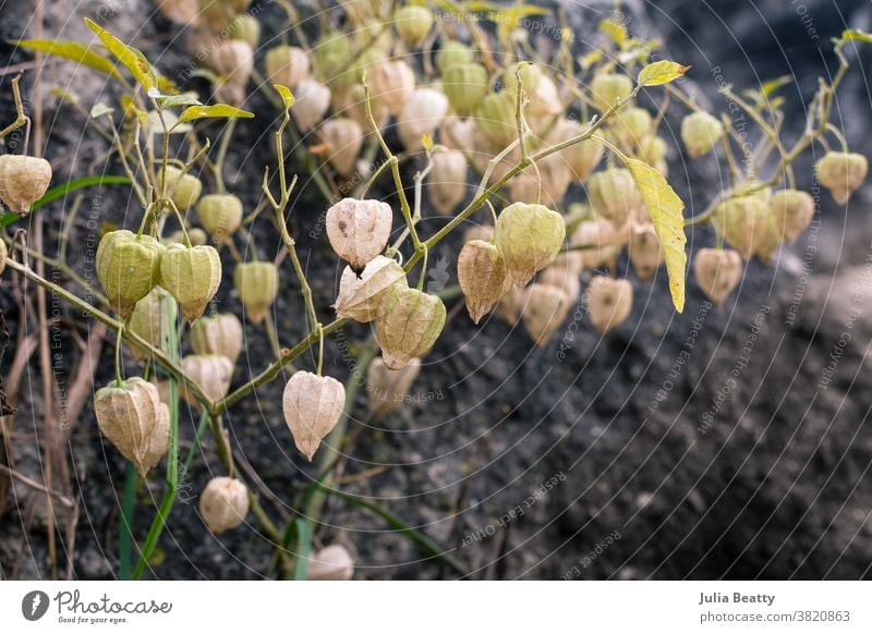 Rosa und grüne Stachelbeeren wachsen wild im Freien in der Nähe von Schwarzfels Physalis peruvianna Kapstachelbeere Felsen Pflanze Natur Frucht Blatt Blume Wein