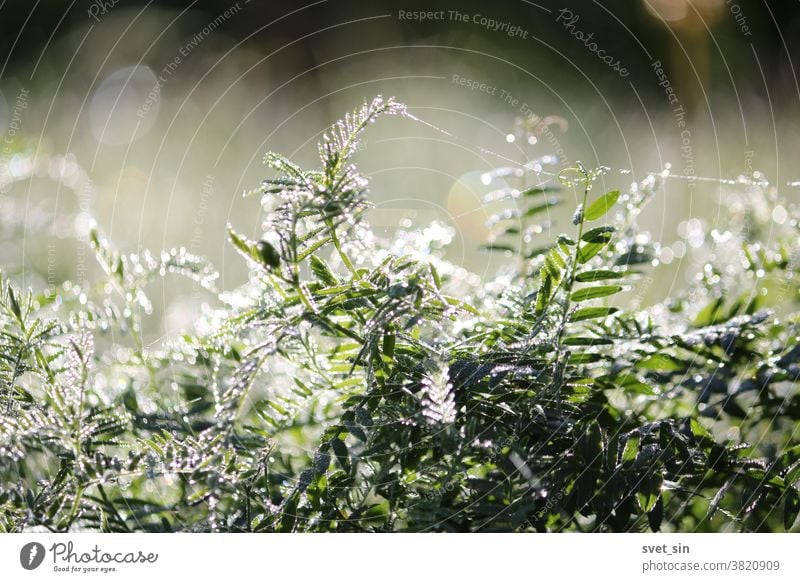 Sonnenzauber des Morgens. Silbriger Tau, schimmernd im Sonnenlicht, bedeckt in der Morgendämmerung dicht das grüne Gras auf der Wiese. Reichlich funkelnder Tau vor dem Hintergrund des irisierenden Sonnenlichts.