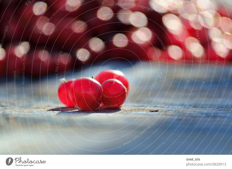 Mehrere durchsichtige rote Preiselbeeren auf einer alten rauen hölzernen blauen Oberfläche auf einem Hintergrund aus vielen roten Beeren an einem sonnigen Herbsttag. Die gesammelten roten Cranberries, transparent in der Sonne.