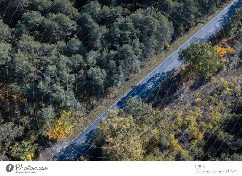 eine Straße durch den Brandenburger Wald Herbst Natur Farbfoto Menschenleer Außenaufnahme Landschaft Umwelt Tag Baum Drohnenansicht Luftaufnahme autumn