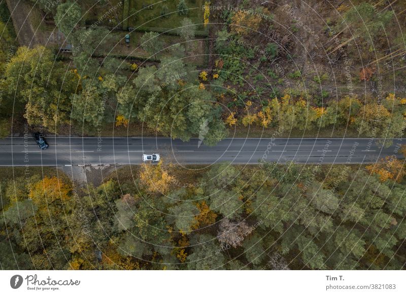 Herbststraße mit Autos Brandenburg Natur Landschaft Menschenleer Farbfoto Außenaufnahme Umwelt Tag Wald Baum Pflanze Straße road autumn Brandenburg an der Havel