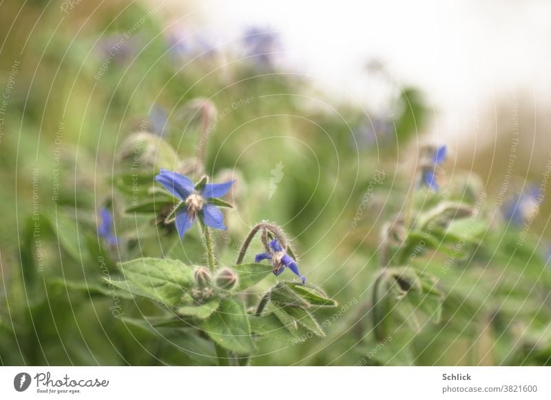 Heilpflanze Borretsch mit Blüten sehr geringe Tiefenschärfe Blätter Himmel Weichzeichner Nahaufnahme Pflanze Botanik grün blau weiß blühen Medizin alternativ