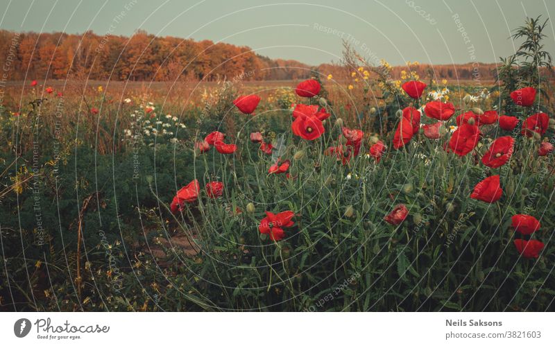 Ende Oktober blühende Mohnblumen auf Wiesen Mohnfeld Mohnblüte Hintergrund schön Blütezeit Cloud Farbe Wald Laubwerk Herbst Landschaft Feld Bereiche geblümt