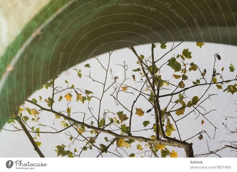 Regentonne aus grünem Kunststoff mit Spiegelung von Ästen und Blättern im Herbst Wasser Wasseroberfläche herbstlich Tulpenbaum Himmel gelb braun Geäst Zweige