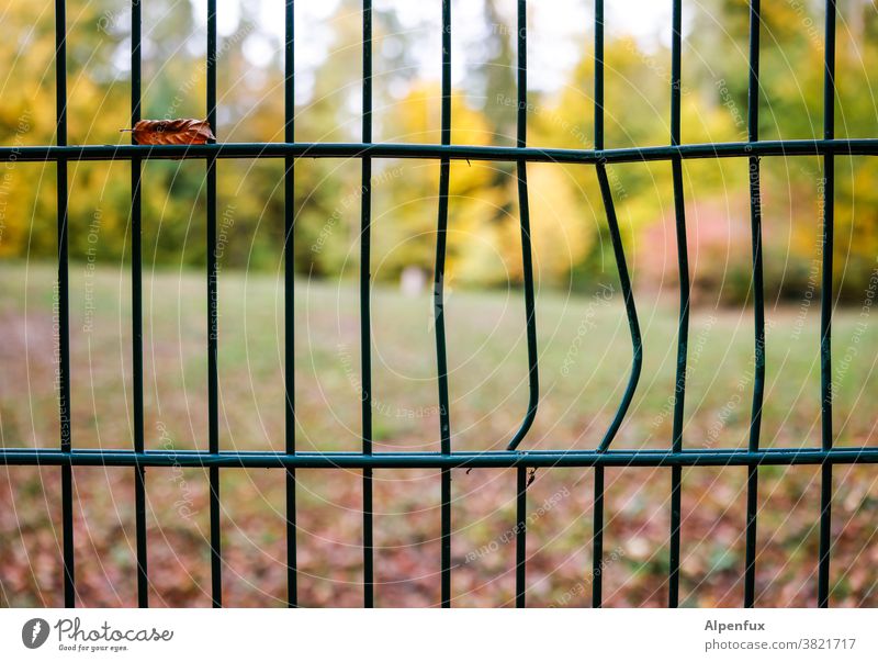 Der Herbst ist ausgebrochen Zaun Zaunlücke verbogen Farbfoto Menschenleer Außenaufnahme Schwache Tiefenschärfe Schönes Wetter Licht Tag Garten Umwelt herbstlich