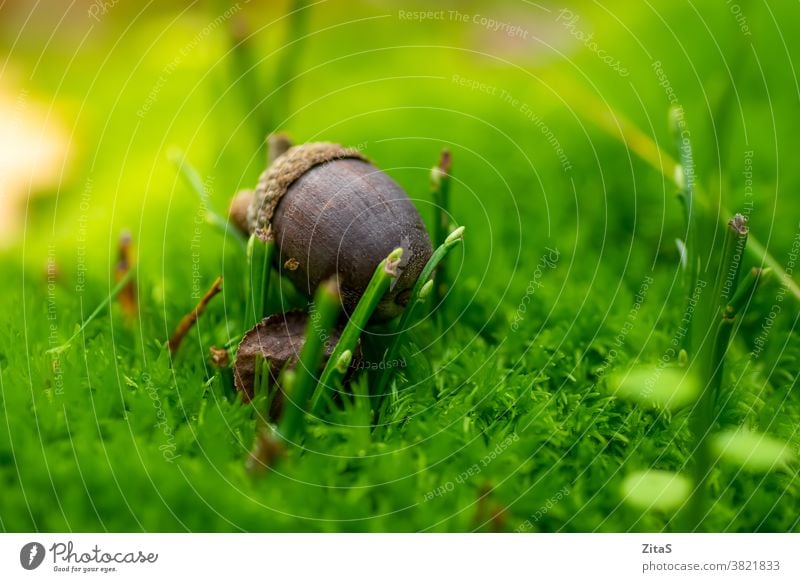 Eichel in der Natur im grünen Moos Eicheln Herbst Nahaufnahme Makro Pflanze Samen Lebensmittel fallen Gras frisch im Freien Detailaufnahme