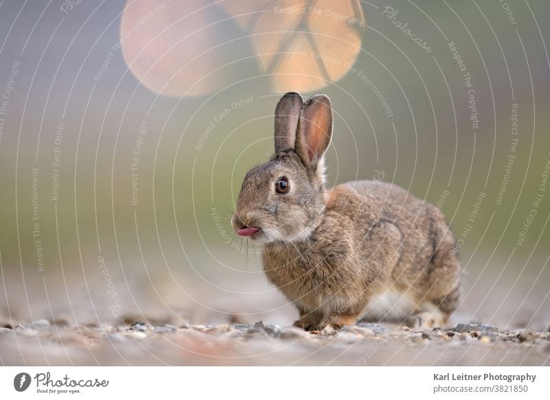 Wildkaninchen wildkaninchen Zunge Licht pelzig Pelz lustig witzig Hase & Kaninchen süß Fell Auge Nagetier nager Kies Steine Ohren grün braun wiener wildnis