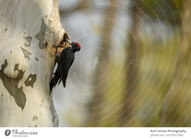 Schwarzspecht (Dryocopus martius) Specht klopfen schwarz Baum Höhle rot Kopf jugendlich Holz oben fliegen Wiener Wildnis wiener wildtiere natur wien