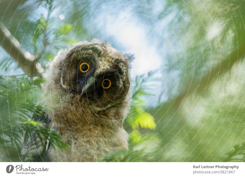 Junge Waldohreule (Asio otus) (Asio otus) Waldohreule Friedhof Wiener Wildnis jung juvenil vienna wildlife owl long eared owl wald baum vienna nature