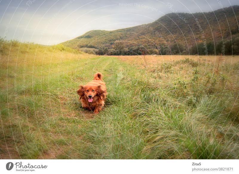 Süßer langhaariger Dackelhund läuft in der Natur Langhaar Hund Hündchen Welpe Tier Haustier Eckzahn Feld Wiese Wald Gras züchten Köter niedlich rennen Freund