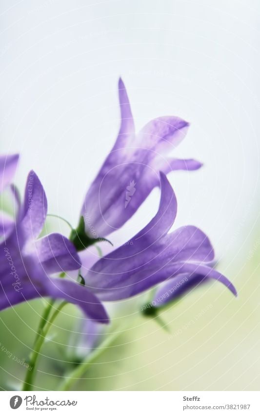 zart blühende Campanula Glockenblumen Campanula persicifolia zarte Blüten Blütenkelch Kelchblätter Pastellfarben Frühlings- und Sommerblumen Pastelltöne