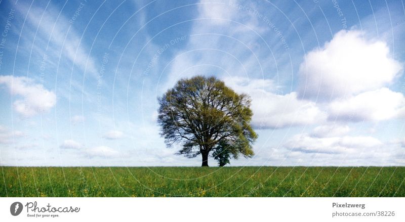 Baum vor Wolken Sommer Wiese Mitte Westerwald Himmel