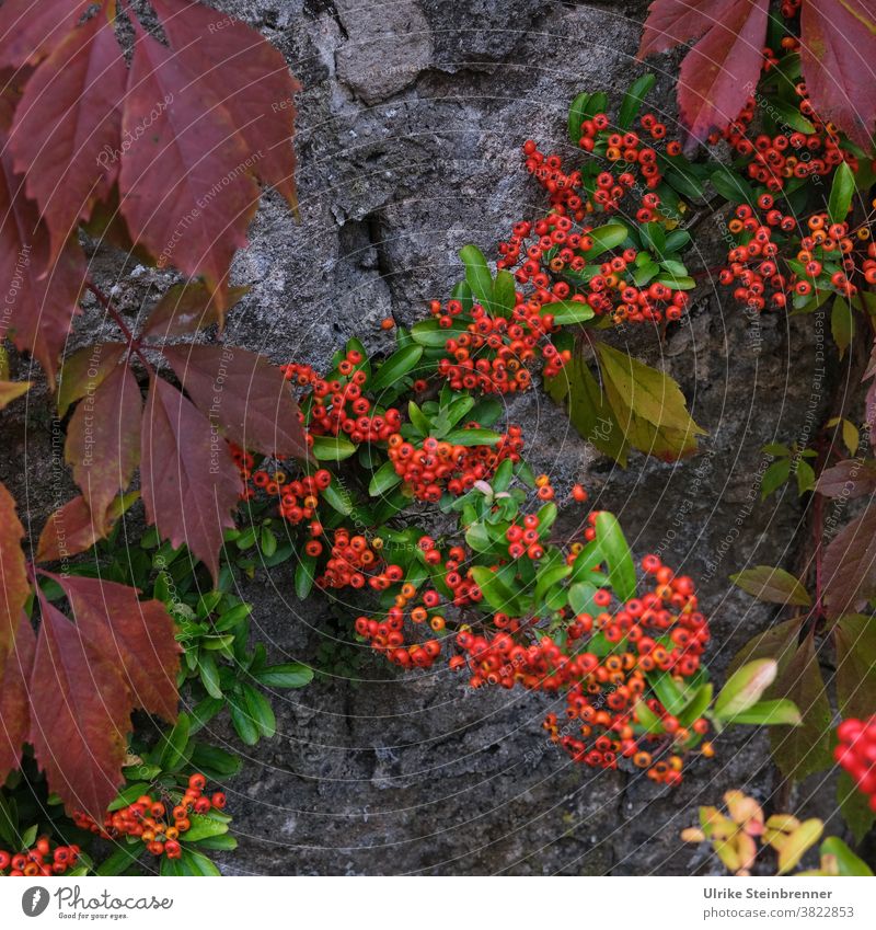 Feuerdorn und Blätter vom Wilden Wein leuchten in Herbstfarben Beeren Wilder Wein Weinblätter Pyracantha Strauch Mauer Kletterpflanze Vogelschutz leuchtend