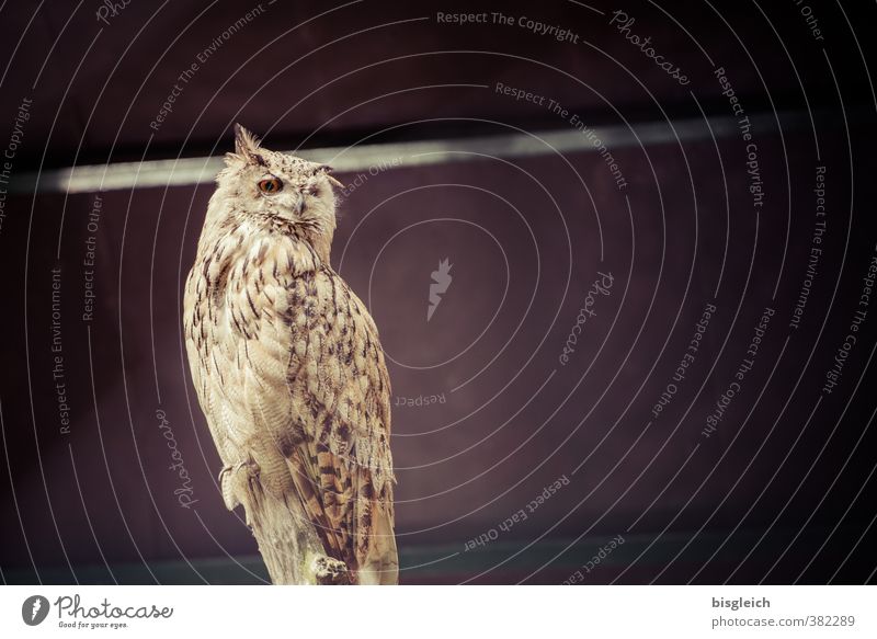 Uhu Wildtier Vogel Eulenvögel 1 Tier Blick sitzen braun achtsam Wachsamkeit Gelassenheit geduldig ruhig Weisheit Farbfoto Außenaufnahme Menschenleer