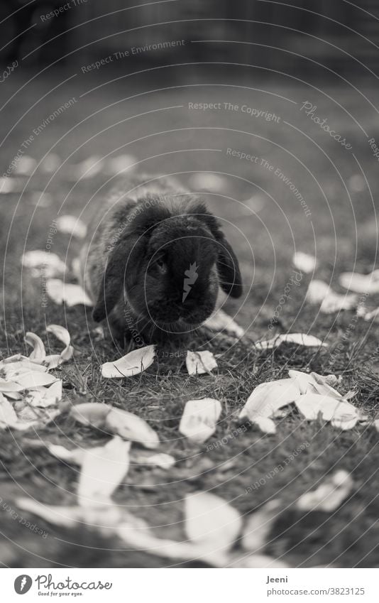 Kuscheliger Zwergwidder knabbert an den Blättern einer Magnolie Zwergkaninchen Hase Zwerghase weich schwarz kuschelig kuschelig weich lieb Fell niedlich Tier