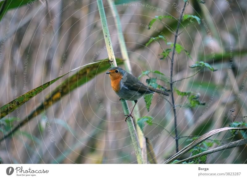 Rotkehlchen im Schilf Vogel Tier Natur Außenaufnahme Wildtier Tierporträt Farbfoto Umwelt niedlich Blick Nahaufnahme Tag klein