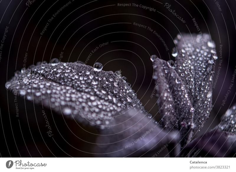 Salbeiblatt mit Wassertropfen Natur Flora Pflanze Strauch Blatt Regentropfen nass wachsen und gedeihen schlechtes Wetter Sommer Schwarz Lila Tropfen Garten