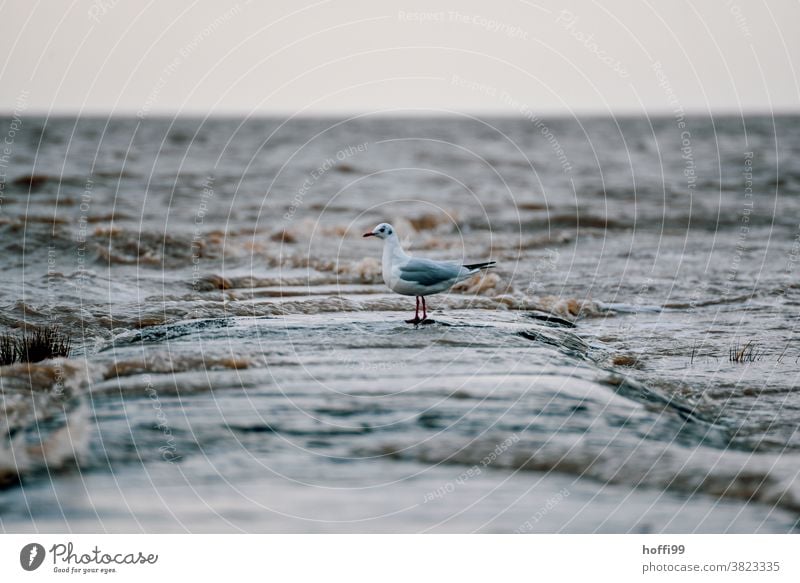 Möwe bei Sturm am Strand auf einer überspülten Buhne aus Basaltsteinen Möwenvögel kalt Buhnen in der See schlechtes Wetter nass Vogel Schwache Tiefenschärfe