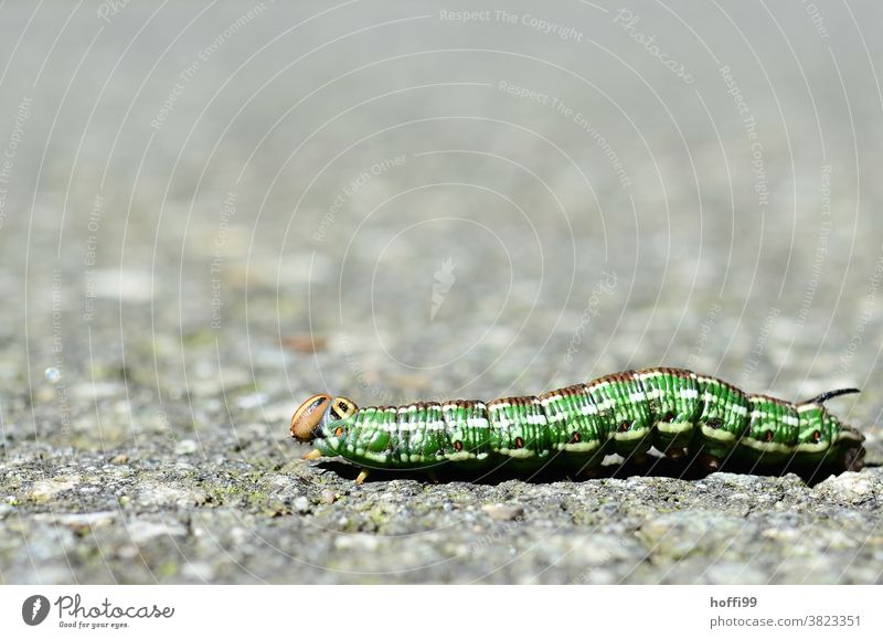 die Raupe des Kiefernschwärmers (Sphinx pinastri) kreuzt den Weg Raupen Motten Insekt Schmetterling grün gelb krabbeln Tier Makroaufnahme Nahaufnahme