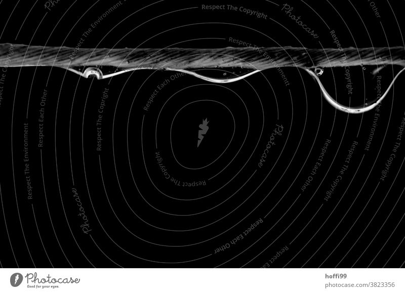 drei Tropfen hängen an einem Faden tropfenbild Garn Faser Tropfenbildung minimalistisch Minimalismus schwarz Wassertropfen Wasseroberfläche nass Schweben