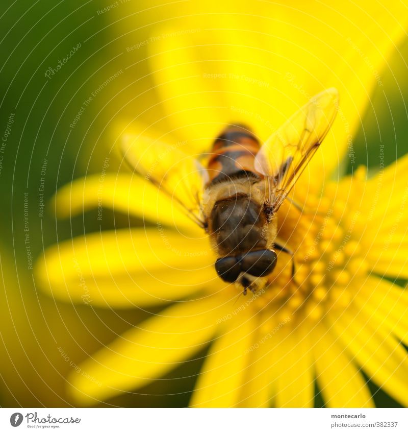 Was guckst du... Umwelt Natur Pflanze Blume Blüte Grünpflanze Wildpflanze Tier 1 dünn klein nah natürlich gelb schwarz Farbfoto mehrfarbig Außenaufnahme