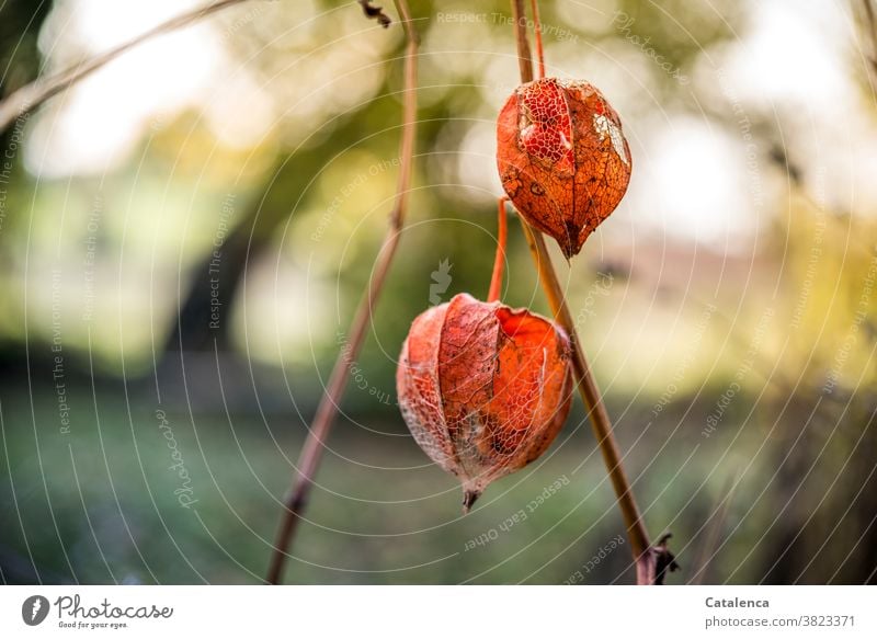 Im Vordergrund  Physialis, im Hintergrund Gartenlandschaft Natur Flora Pflanze Physalis Lampionblume vertrocknen Samen Frucht Herbst Vergänglichkeit Design