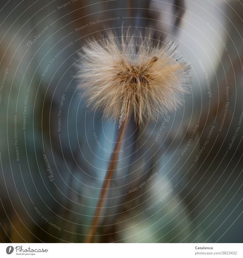 Flauschig ist der Fruchtstand der Astern Natur Flora Winter Garten trocken leicht Wandel und Veränderung welken Braun Blau Türkis