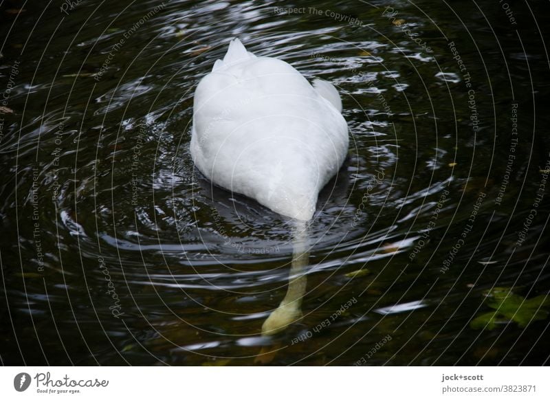 Köpfchen in das Wasser, Schwänzchen in die Höh Schwan Wildtier Ganzkörperaufnahme Tierporträt 1 Futter suchen Natur Wasseroberfläche Lebensraum abtauchen Vogel