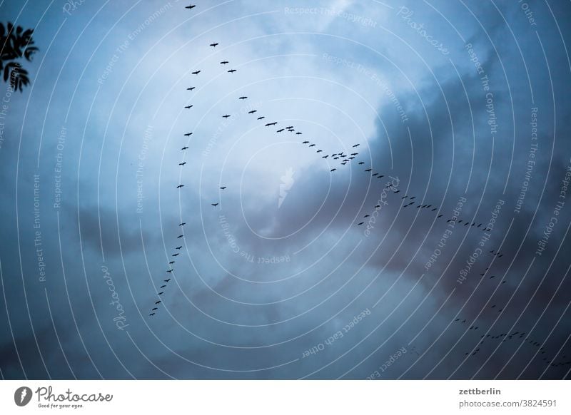 Noch ein paar Reiher in Linum abend anflug brandenburg dämmerlicht dämmerung fliegen gans herbst himmel kette kranich linum natur naturschutz schoof schwarm