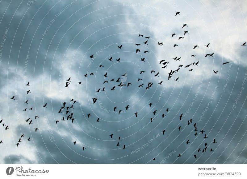 Reiher in Linum abend anflug brandenburg dämmerlicht dämmerung fliegen gans herbst himmel kette kranich linum natur naturschutz schoof schwarm sonnenuntergang