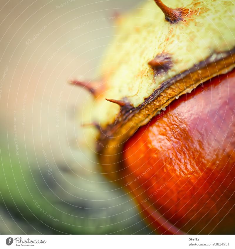 Kastanienzeit Saison Kastanienschale Herbstbeginn Rosskastanie herbstlich Herbstfärbung Kindheitserinnerung warme Farben Kastanien fallen Bastelmaterial