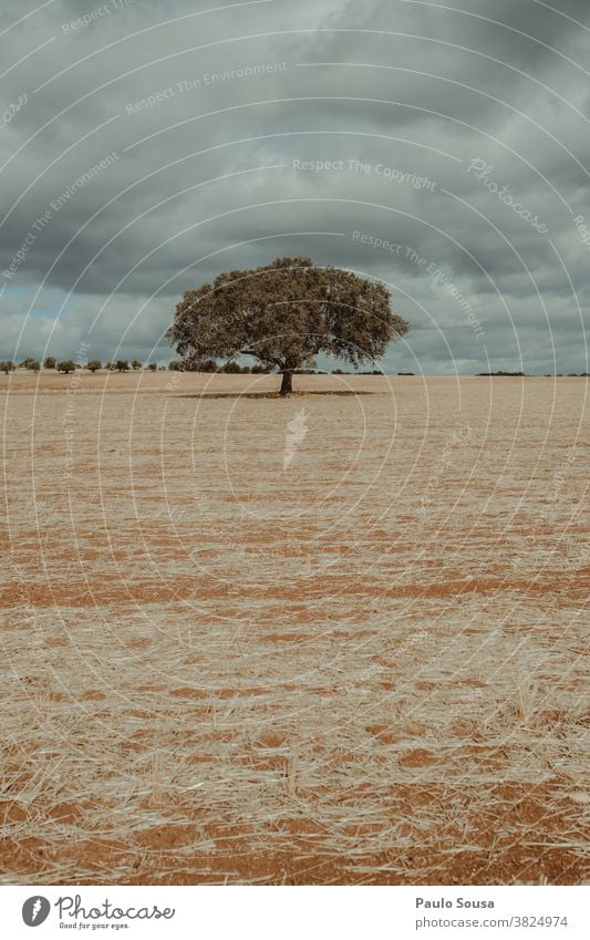 Isolierte Eiche Korkbaum auf Feld Cork Korkeiche vereinzelt Baum Landschaft Textfreiraum Tag Menschenleer grün Umwelt Außenaufnahme Pflanze Eichenblatt Farbfoto