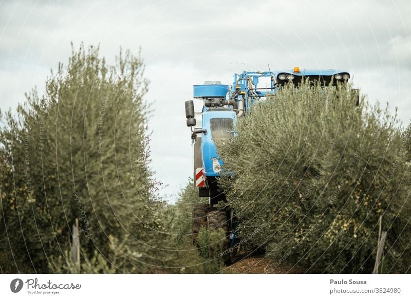 Oliven-Erntemaschine Ernten Erntezeit oliv Olivenöl Olivenbaum Olivenernte Außenaufnahme Textfreiraum unten mediterran Olivenhain Tag Farbfoto Natur Olivenblatt