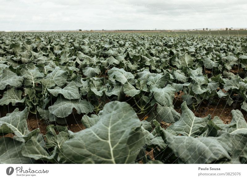 Feld der Kohlbrokkoli-Plantage Kohlgewächse Kohlblätter Brokkoli Ackerbau Nutzpflanze Gemüse grün Farbfoto Ernährung Lebensmittel Pflanze Vegetarische Ernährung