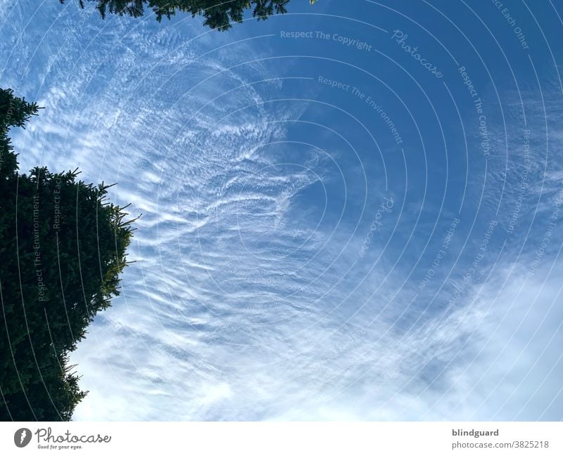 Wolken und Bäume mit außergewöhnlich plastischer Wirkung Wipfel Baumwipfel Blätter Himmel Natur Außenaufnahme Menschenleer Farbfoto Schönes Wetter Umwelt