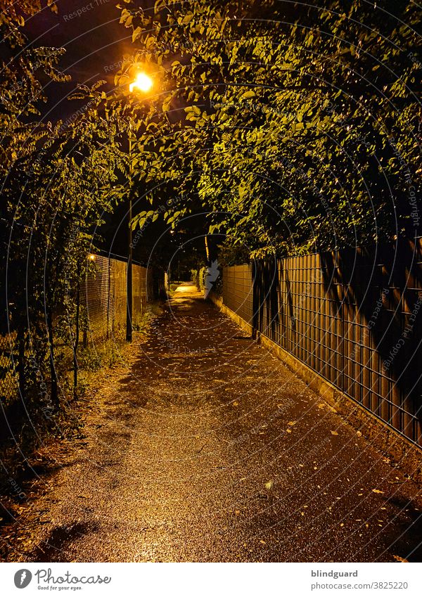 Durch diese hohle Gasse wird er kommen ... wer auch immer ... wann auch immer Weg dunkel Straßenbeleuchtung Abend Nacht Angst Furcht Stalker Bäume Zäune