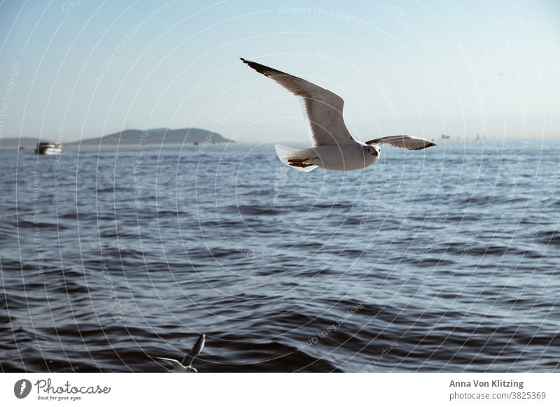 Möwe, Blickkontakt fliegen Meer Freiheit reisen Vogel Neugier Sonnenlicht Blauer Himmel Urlaub Reise Wellen Meerwasser Meeresvogel weiß weißer Vogel Schiff