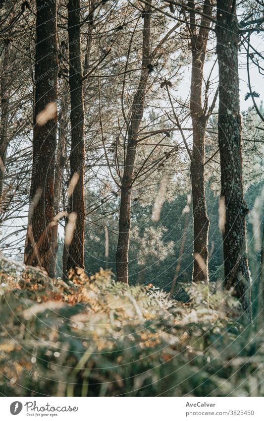 Eine Nahaufnahme der Bäume im Wald Baum Blatt Licht Hintergrund sonnig grün Pflanze Sonnenschein Oktober Wandel & Veränderung Farben Saison dynamisch Naturpark