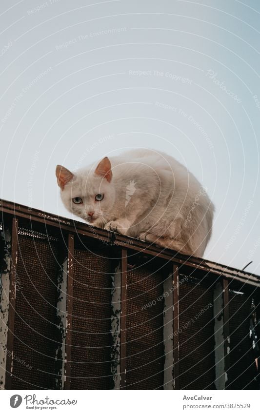 Eine weiße Katze über eine Mauer, die in die Kamera schaut heimisch klein fluffig Porträt Haustier Tier Katzenbaby niedlich Fell Pose schlafen Kinder Lügen