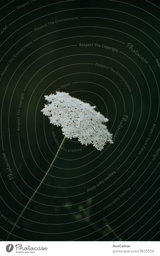 Minimalistische und weiße Blume im Wald Pflanze grün Natur im Freien abschließen Wachstum Umwelt Frühling Baum niemand Farbbild pulsierend Sonnenlicht exotisch