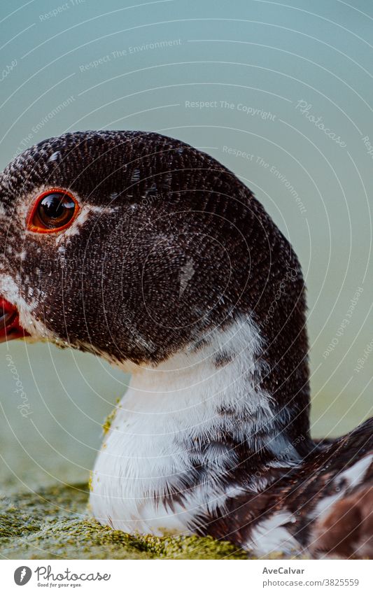 Nahaufnahme einer Ente und ihres Auges männlich braun Federvieh vereinzelt Tier Foto weißer Hintergrund Vogel wild Erwachsener Bauernhof Farben Frau Natur