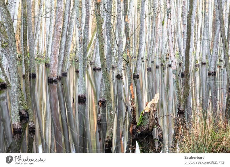 Erlenbruch - Bruchwald im Briesetal, Stämme und Spiegelungen Baum Stamm Baumstamm Natur Wald geheimnisvoll verwunschen Umwelt Wasser Fluss